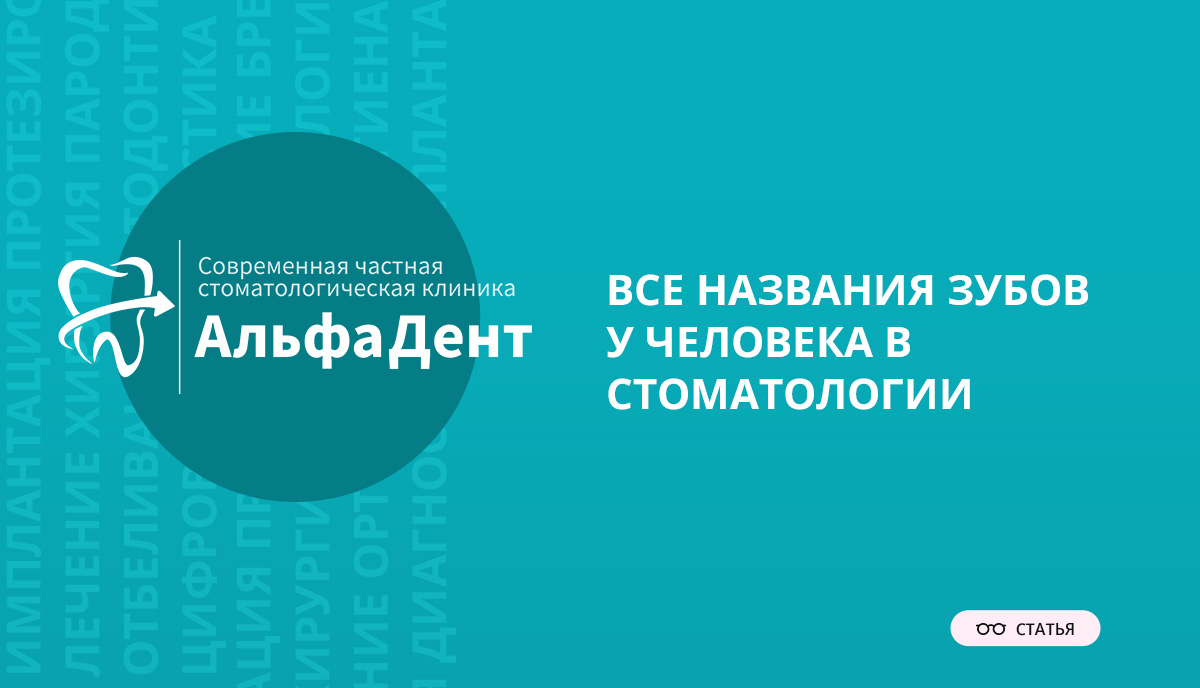 Все названия зубов у человека в стоматологии – Стоматология «АльфаДент» в  Оренбурге